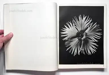 Sample page 30 for book "Blossfeldt, Karl – Karl Blossfeldt - Wundergarten der Natur. Neue Bilddokumente schöner Pflanzenformen" Sample page 30 for book "Blossfeldt, Karl – Karl Blossfeldt - Wundergarten der Natur. Neue Bilddokumente schöner Pflanzenformen"
