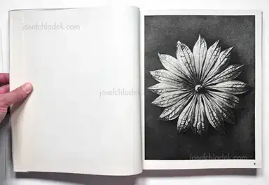 Sample page 29 for book "Blossfeldt, Karl – Karl Blossfeldt - Wundergarten der Natur. Neue Bilddokumente schöner Pflanzenformen" Sample page 29 for book "Blossfeldt, Karl – Karl Blossfeldt - Wundergarten der Natur. Neue Bilddokumente schöner Pflanzenformen"