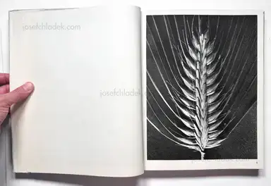 Sample page 28 for book "Blossfeldt, Karl – Karl Blossfeldt - Wundergarten der Natur. Neue Bilddokumente schöner Pflanzenformen" Sample page 28 for book "Blossfeldt, Karl – Karl Blossfeldt - Wundergarten der Natur. Neue Bilddokumente schöner Pflanzenformen"