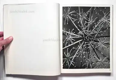 Sample page 27 for book "Blossfeldt, Karl – Karl Blossfeldt - Wundergarten der Natur. Neue Bilddokumente schöner Pflanzenformen" Sample page 27 for book "Blossfeldt, Karl – Karl Blossfeldt - Wundergarten der Natur. Neue Bilddokumente schöner Pflanzenformen"