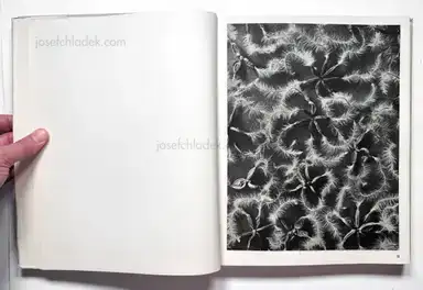 Sample page 26 for book "Blossfeldt, Karl – Karl Blossfeldt - Wundergarten der Natur. Neue Bilddokumente schöner Pflanzenformen" Sample page 26 for book "Blossfeldt, Karl – Karl Blossfeldt - Wundergarten der Natur. Neue Bilddokumente schöner Pflanzenformen"