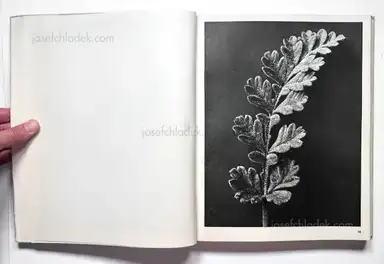 Sample page 25 for book "Blossfeldt, Karl – Karl Blossfeldt - Wundergarten der Natur. Neue Bilddokumente schöner Pflanzenformen" Sample page 25 for book "Blossfeldt, Karl – Karl Blossfeldt - Wundergarten der Natur. Neue Bilddokumente schöner Pflanzenformen"