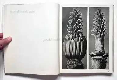 Sample page 24 for book "Blossfeldt, Karl – Karl Blossfeldt - Wundergarten der Natur. Neue Bilddokumente schöner Pflanzenformen" Sample page 24 for book "Blossfeldt, Karl – Karl Blossfeldt - Wundergarten der Natur. Neue Bilddokumente schöner Pflanzenformen"