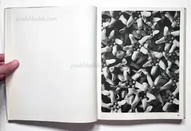 Sample page 23 for book "Blossfeldt, Karl – Karl Blossfeldt - Wundergarten der Natur. Neue Bilddokumente schöner Pflanzenformen" Sample page 23 for book "Blossfeldt, Karl – Karl Blossfeldt - Wundergarten der Natur. Neue Bilddokumente schöner Pflanzenformen"