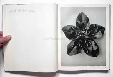 Sample page 22 for book "Blossfeldt, Karl – Karl Blossfeldt - Wundergarten der Natur. Neue Bilddokumente schöner Pflanzenformen" Sample page 22 for book "Blossfeldt, Karl – Karl Blossfeldt - Wundergarten der Natur. Neue Bilddokumente schöner Pflanzenformen"