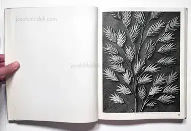 Sample page 21 for book "Blossfeldt, Karl – Karl Blossfeldt - Wundergarten der Natur. Neue Bilddokumente schöner Pflanzenformen" Sample page 21 for book "Blossfeldt, Karl – Karl Blossfeldt - Wundergarten der Natur. Neue Bilddokumente schöner Pflanzenformen"