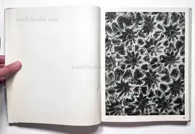 Sample page 20 for book "Blossfeldt, Karl – Karl Blossfeldt - Wundergarten der Natur. Neue Bilddokumente schöner Pflanzenformen" Sample page 20 for book "Blossfeldt, Karl – Karl Blossfeldt - Wundergarten der Natur. Neue Bilddokumente schöner Pflanzenformen"