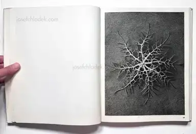 Sample page 18 for book "Blossfeldt, Karl – Karl Blossfeldt - Wundergarten der Natur. Neue Bilddokumente schöner Pflanzenformen" Sample page 18 for book "Blossfeldt, Karl – Karl Blossfeldt - Wundergarten der Natur. Neue Bilddokumente schöner Pflanzenformen"