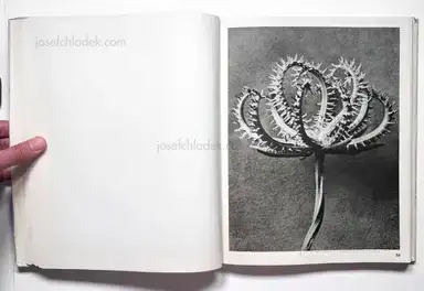 Sample page 16 for book "Blossfeldt, Karl – Karl Blossfeldt - Wundergarten der Natur. Neue Bilddokumente schöner Pflanzenformen" Sample page 16 for book "Blossfeldt, Karl – Karl Blossfeldt - Wundergarten der Natur. Neue Bilddokumente schöner Pflanzenformen"