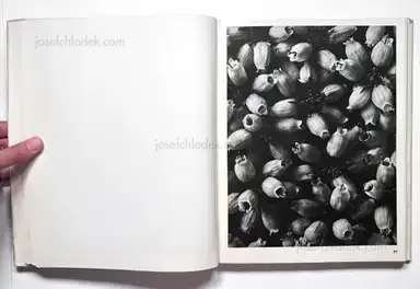 Sample page 15 for book "Blossfeldt, Karl – Karl Blossfeldt - Wundergarten der Natur. Neue Bilddokumente schöner Pflanzenformen" Sample page 15 for book "Blossfeldt, Karl – Karl Blossfeldt - Wundergarten der Natur. Neue Bilddokumente schöner Pflanzenformen"