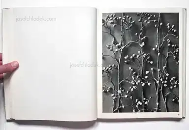Sample page 14 for book "Blossfeldt, Karl – Karl Blossfeldt - Wundergarten der Natur. Neue Bilddokumente schöner Pflanzenformen" Sample page 14 for book "Blossfeldt, Karl – Karl Blossfeldt - Wundergarten der Natur. Neue Bilddokumente schöner Pflanzenformen"