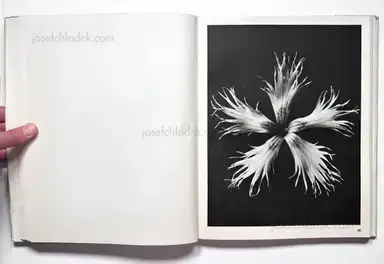 Sample page 13 for book "Blossfeldt, Karl – Karl Blossfeldt - Wundergarten der Natur. Neue Bilddokumente schöner Pflanzenformen" Sample page 13 for book "Blossfeldt, Karl – Karl Blossfeldt - Wundergarten der Natur. Neue Bilddokumente schöner Pflanzenformen"