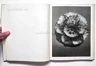 Sample page 12 for book "Blossfeldt, Karl – Karl Blossfeldt - Wundergarten der Natur. Neue Bilddokumente schöner Pflanzenformen" Sample page 12 for book "Blossfeldt, Karl – Karl Blossfeldt - Wundergarten der Natur. Neue Bilddokumente schöner Pflanzenformen"
