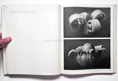 Sample page 11 for book "Blossfeldt, Karl – Karl Blossfeldt - Wundergarten der Natur. Neue Bilddokumente schöner Pflanzenformen" Sample page 11 for book "Blossfeldt, Karl – Karl Blossfeldt - Wundergarten der Natur. Neue Bilddokumente schöner Pflanzenformen"