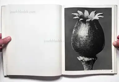 Sample page 10 for book "Blossfeldt, Karl – Karl Blossfeldt - Wundergarten der Natur. Neue Bilddokumente schöner Pflanzenformen" Sample page 10 for book "Blossfeldt, Karl – Karl Blossfeldt - Wundergarten der Natur. Neue Bilddokumente schöner Pflanzenformen"