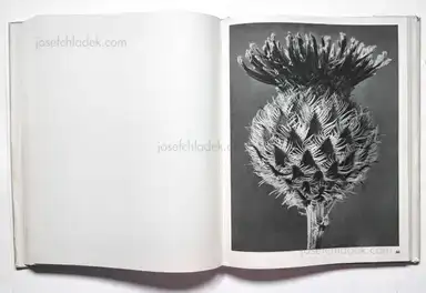 Sample page 9 for book "Blossfeldt, Karl – Karl Blossfeldt - Wundergarten der Natur. Neue Bilddokumente schöner Pflanzenformen" Sample page 9 for book "Blossfeldt, Karl – Karl Blossfeldt - Wundergarten der Natur. Neue Bilddokumente schöner Pflanzenformen"