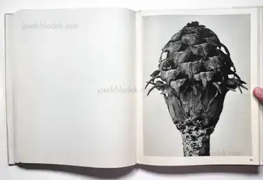 Sample page 8 for book "Blossfeldt, Karl – Karl Blossfeldt - Wundergarten der Natur. Neue Bilddokumente schöner Pflanzenformen" Sample page 8 for book "Blossfeldt, Karl – Karl Blossfeldt - Wundergarten der Natur. Neue Bilddokumente schöner Pflanzenformen"
