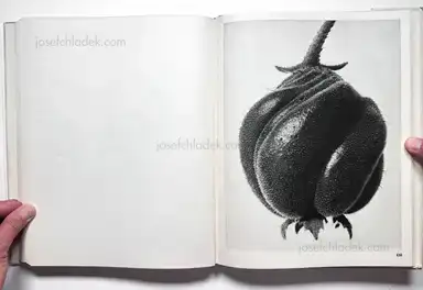 Sample page 6 for book "Blossfeldt, Karl – Karl Blossfeldt - Wundergarten der Natur. Neue Bilddokumente schöner Pflanzenformen" Sample page 6 for book "Blossfeldt, Karl – Karl Blossfeldt - Wundergarten der Natur. Neue Bilddokumente schöner Pflanzenformen"