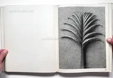 Sample page 5 for book "Blossfeldt, Karl – Karl Blossfeldt - Wundergarten der Natur. Neue Bilddokumente schöner Pflanzenformen" Sample page 5 for book "Blossfeldt, Karl – Karl Blossfeldt - Wundergarten der Natur. Neue Bilddokumente schöner Pflanzenformen"