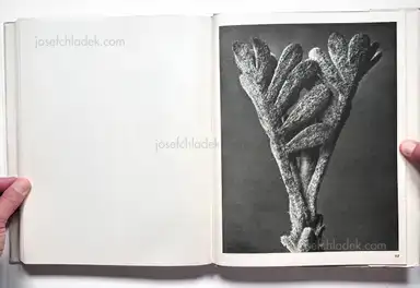Sample page 3 for book "Blossfeldt, Karl – Karl Blossfeldt - Wundergarten der Natur. Neue Bilddokumente schöner Pflanzenformen" Sample page 3 for book "Blossfeldt, Karl – Karl Blossfeldt - Wundergarten der Natur. Neue Bilddokumente schöner Pflanzenformen"
