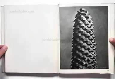 Sample page 2 for book "Blossfeldt, Karl – Karl Blossfeldt - Wundergarten der Natur. Neue Bilddokumente schöner Pflanzenformen" Sample page 2 for book "Blossfeldt, Karl – Karl Blossfeldt - Wundergarten der Natur. Neue Bilddokumente schöner Pflanzenformen"