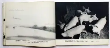 Sample page 19 for book "Tomatsu, Shomei – Shomei Tomatsu - Okinawa, Okinawa, Okinawa (東松照明 - 東松照明写真集 OKINAWA 沖縄)" Sample page 19 for book "Tomatsu, Shomei – Shomei Tomatsu - Okinawa, Okinawa, Okinawa (東松照明 - 東松照明写真集 OKINAWA 沖縄)"