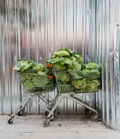 More Cars, Clothes and Cabbages