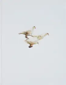 Wild Pigeon