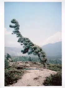 Some Windy Trees (signed - last copy)