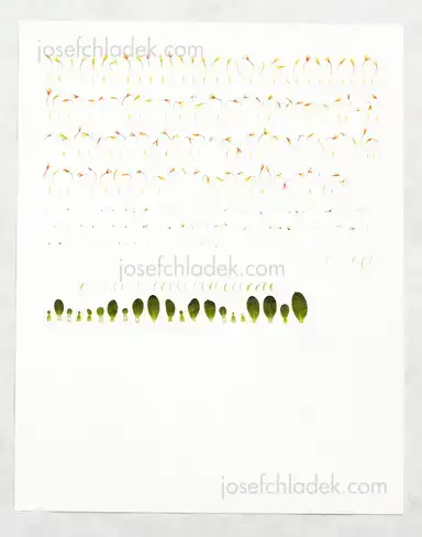 Sample page 4 for book "Fürstenau, Annabelle – Annabelle Fürstenau - Blütenstände " Sample page 4 for book "Fürstenau, Annabelle – Annabelle Fürstenau - Blütenstände "