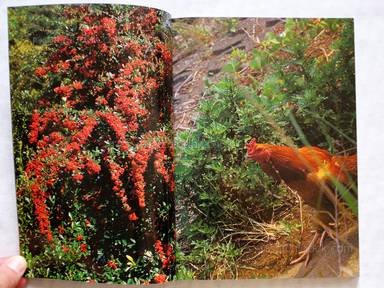 Sample page 8 for book "Nakahira, Takuma – Takuma Nakahira - Degree Zero - Yokohama" Sample page 8 for book "Nakahira, Takuma – Takuma Nakahira - Degree Zero - Yokohama"