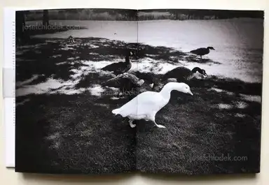 Sample page 18 for book "Anzenberger, Regina – Regina Anzenberger - goosewalk" Sample page 18 for book "Anzenberger, Regina – Regina Anzenberger - goosewalk"