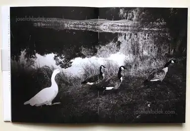 Sample page 17 for book "Anzenberger, Regina – Regina Anzenberger - goosewalk" Sample page 17 for book "Anzenberger, Regina – Regina Anzenberger - goosewalk"