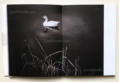 Sample page 13 for book "Anzenberger, Regina – Regina Anzenberger - goosewalk" Sample page 13 for book "Anzenberger, Regina – Regina Anzenberger - goosewalk"