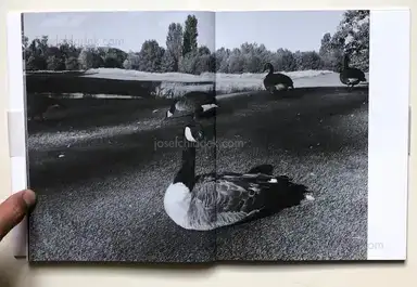 Sample page 3 for book "Anzenberger, Regina – Regina Anzenberger - goosewalk" Sample page 3 for book "Anzenberger, Regina – Regina Anzenberger - goosewalk"