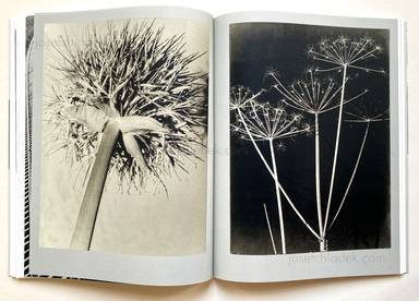 Sample page 6 for book "Biermann, Aenne – Aenne Biermann - Up Close and Personal" Sample page 6 for book "Biermann, Aenne – Aenne Biermann - Up Close and Personal"