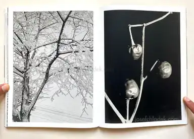 Sample page 5 for book "Biermann, Aenne – Aenne Biermann - Up Close and Personal" Sample page 5 for book "Biermann, Aenne – Aenne Biermann - Up Close and Personal"