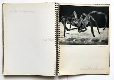 Sample page 1 for book "Maloney, T. J. – T. J. Maloney - U.S. Camera Annual 1935" Sample page 1 for book "Maloney, T. J. – T. J. Maloney - U.S. Camera Annual 1935"