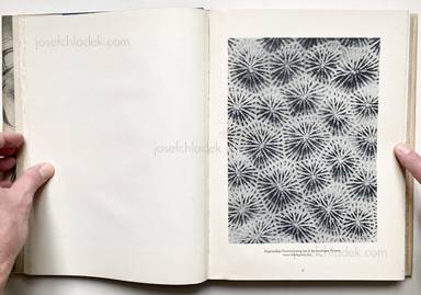Sample page 4 for book Oskar Prochnow – Formenkunst der Natur