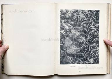 Sample page 9 for book "Prochnow, Oskar – Oskar Prochnow - Formenkunst der Natur" Sample page 9 for book "Prochnow, Oskar – Oskar Prochnow - Formenkunst der Natur"