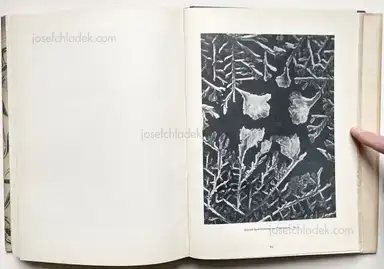 Sample page 5 for book "Prochnow, Oskar – Oskar Prochnow - Formenkunst der Natur" Sample page 5 for book "Prochnow, Oskar – Oskar Prochnow - Formenkunst der Natur"