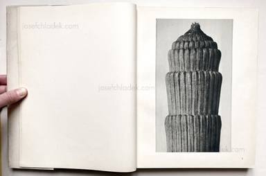 Sample page 31 for book "Blossfeldt, Karl – Karl Blossfeldt - Urformen der Kunst" Sample page 31 for book "Blossfeldt, Karl – Karl Blossfeldt - Urformen der Kunst"