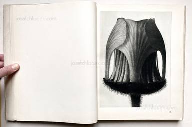 Sample page 26 for book "Blossfeldt, Karl – Karl Blossfeldt - Urformen der Kunst" Sample page 26 for book "Blossfeldt, Karl – Karl Blossfeldt - Urformen der Kunst"