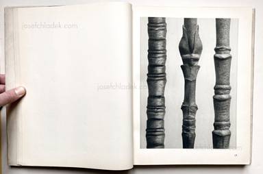 Sample page 25 for book "Blossfeldt, Karl – Karl Blossfeldt - Urformen der Kunst" Sample page 25 for book "Blossfeldt, Karl – Karl Blossfeldt - Urformen der Kunst"