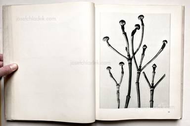 Sample page 23 for book "Blossfeldt, Karl – Karl Blossfeldt - Urformen der Kunst" Sample page 23 for book "Blossfeldt, Karl – Karl Blossfeldt - Urformen der Kunst"