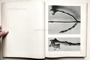 Sample page 22 for book "Blossfeldt, Karl – Karl Blossfeldt - Urformen der Kunst" Sample page 22 for book "Blossfeldt, Karl – Karl Blossfeldt - Urformen der Kunst"