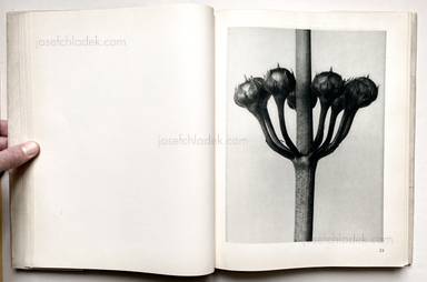 Sample page 21 for book "Blossfeldt, Karl – Karl Blossfeldt - Urformen der Kunst" Sample page 21 for book "Blossfeldt, Karl – Karl Blossfeldt - Urformen der Kunst"