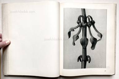 Sample page 20 for book "Blossfeldt, Karl – Karl Blossfeldt - Urformen der Kunst" Sample page 20 for book "Blossfeldt, Karl – Karl Blossfeldt - Urformen der Kunst"