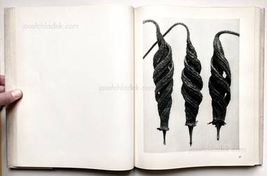 Sample page 19 for book "Blossfeldt, Karl – Karl Blossfeldt - Urformen der Kunst" Sample page 19 for book "Blossfeldt, Karl – Karl Blossfeldt - Urformen der Kunst"