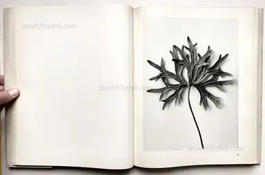 Sample page 18 for book "Blossfeldt, Karl – Karl Blossfeldt - Urformen der Kunst" Sample page 18 for book "Blossfeldt, Karl – Karl Blossfeldt - Urformen der Kunst"